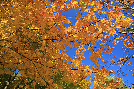 �����}�K��p�A���𑜓x�ʐ^�f��