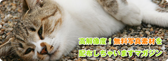 ���𑜓x�I�����ʐ^�f�ނ�z�z�����Ⴂ�܂��}�K�W��