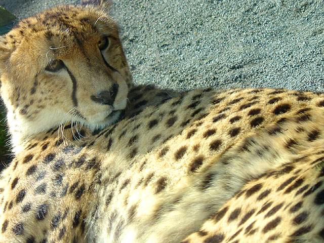 �`�[�^�[�E���C�I���E�g���@�@���𑜓x�ʐ^�f��