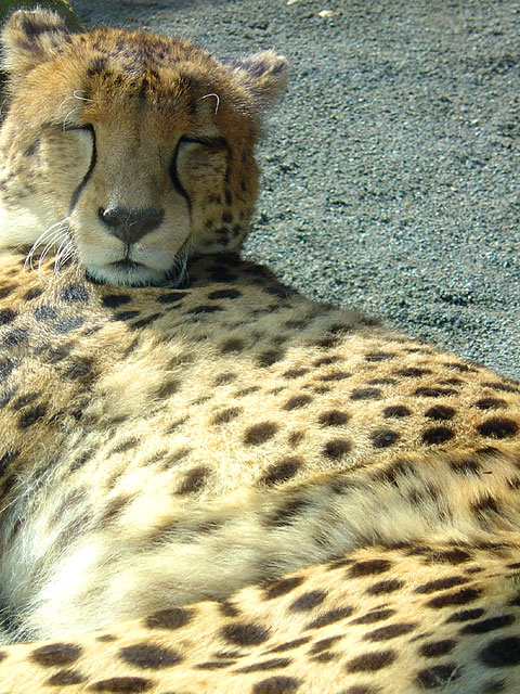 �`�[�^�[�E���C�I���E�g���@�@���𑜓x�ʐ^�f��