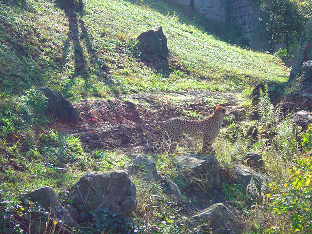 �`�[�^�[�E���C�I���E�g���@�@���𑜓x�ʐ^�f��