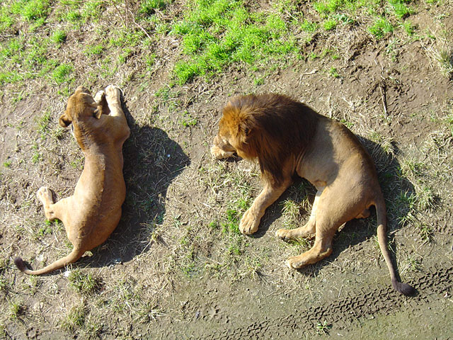 �`�[�^�[�E���C�I���E�g���@�@���𑜓x�ʐ^�f��