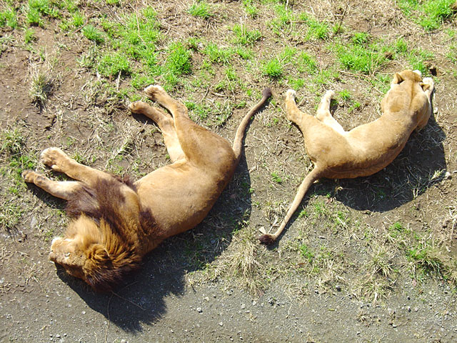 �`�[�^�[�E���C�I���E�g���@�@���𑜓x�ʐ^�f��