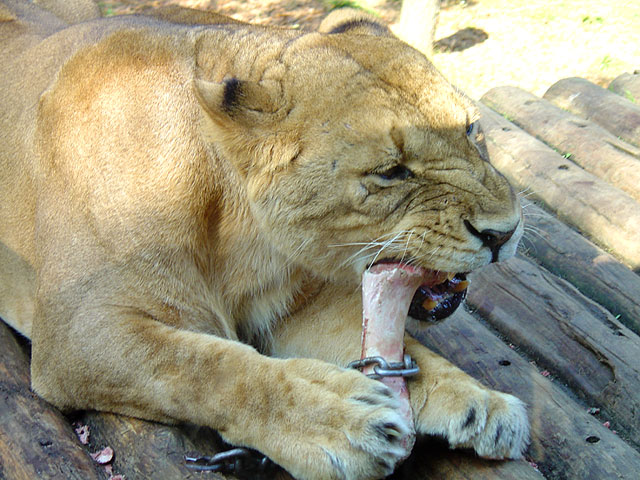 �`�[�^�[�E���C�I���E�g���@�@���𑜓x�ʐ^�f��