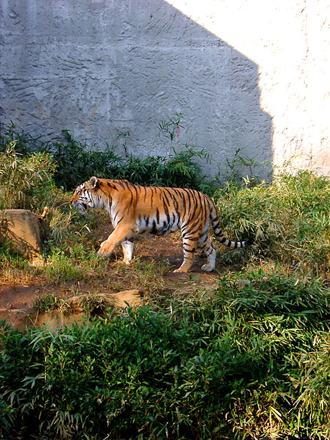 �`�[�^�[�E���C�I���E�g���@�@���𑜓x�ʐ^�f��