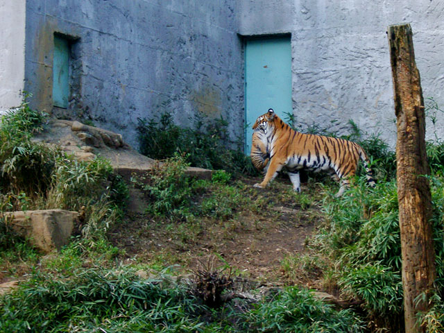 �`�[�^�[�E���C�I���E�g���@�@���𑜓x�ʐ^�f��