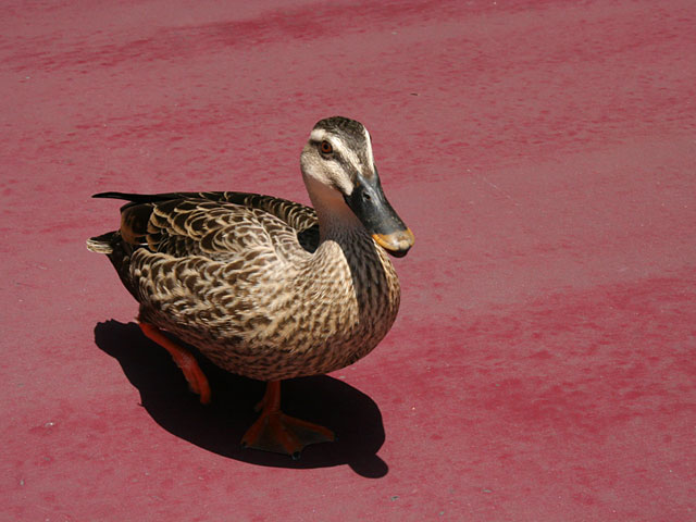 ���i�J���j�ʐ^�f��