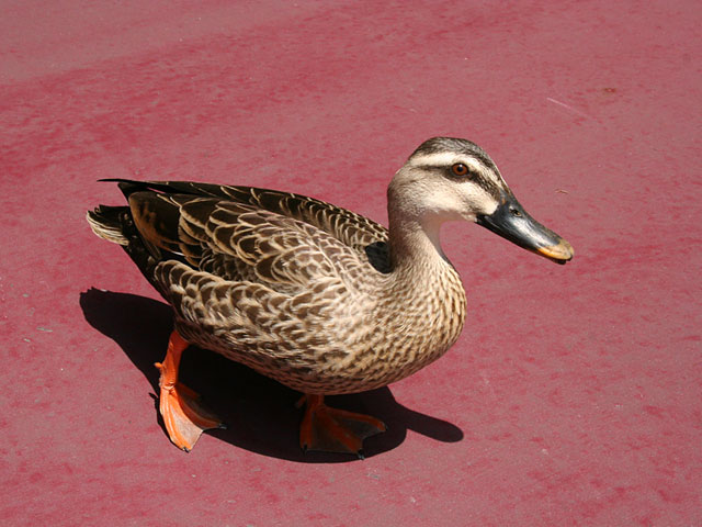 ���i�J���j�ʐ^�f��