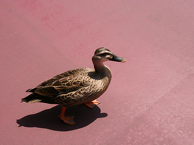 ���i�J���j�ʐ^�f��