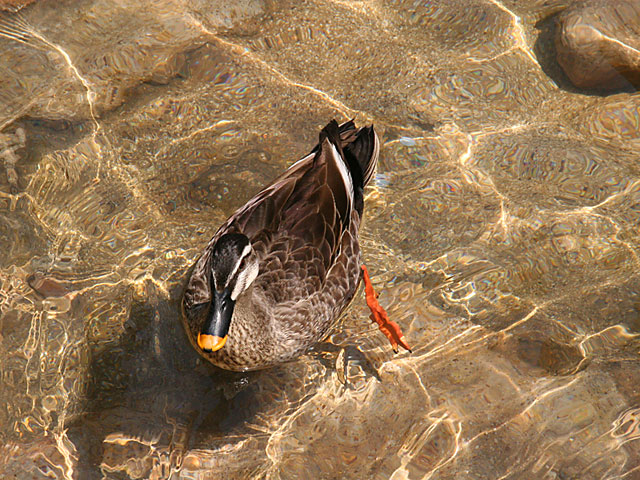 ���i�J���j�ʐ^�f��