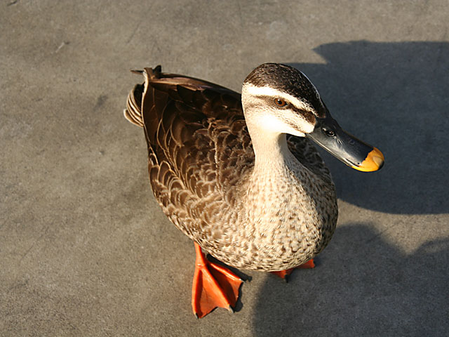 ���i�J���j�ʐ^�f��