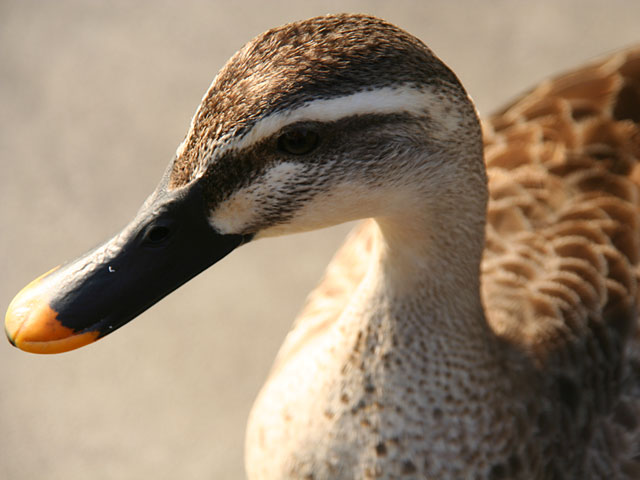 ���i�J���j�ʐ^�f��