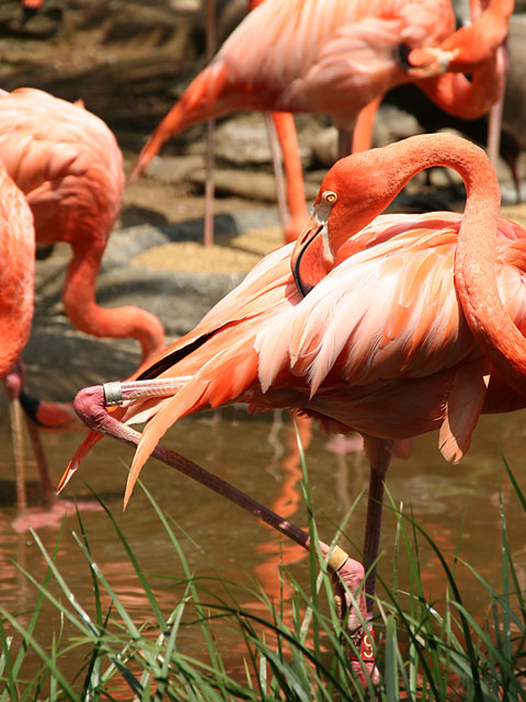 �t���~���S�ʐ^�f��