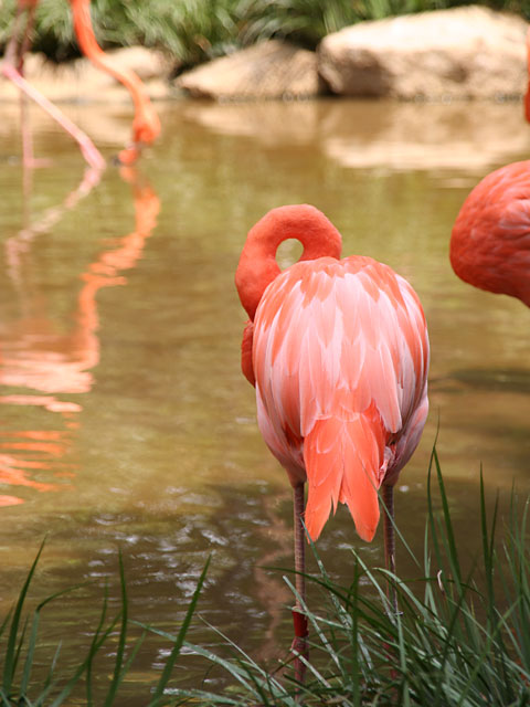 �t���~���S�ʐ^�f��