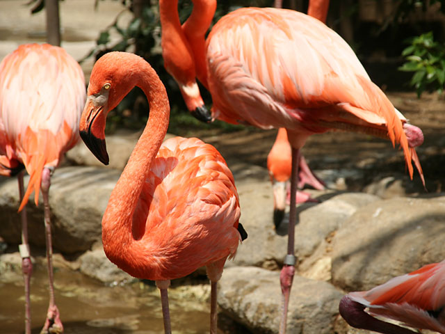 �t���~���S�ʐ^�f��