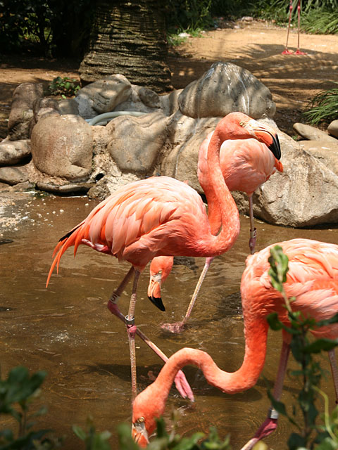 �t���~���S�ʐ^�f��