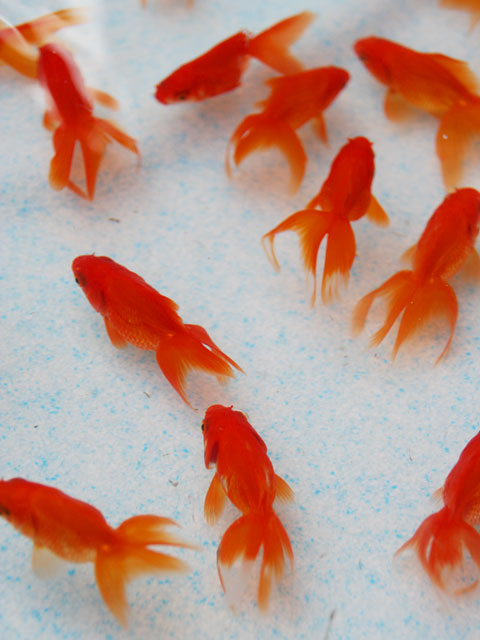 �����@���𑜓x�ʐ^�f��