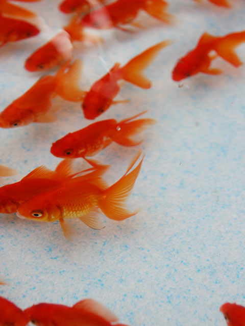 �����@���𑜓x�ʐ^�f��