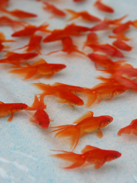 �����@���𑜓x�ʐ^�f��