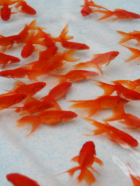 �����@���𑜓x�ʐ^�f��