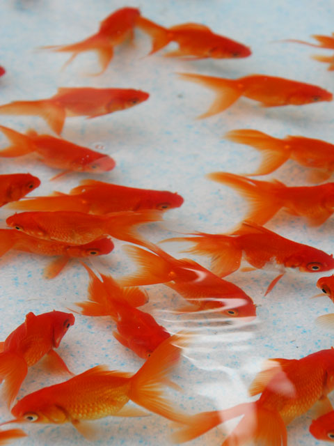 �����@���𑜓x�ʐ^�f��