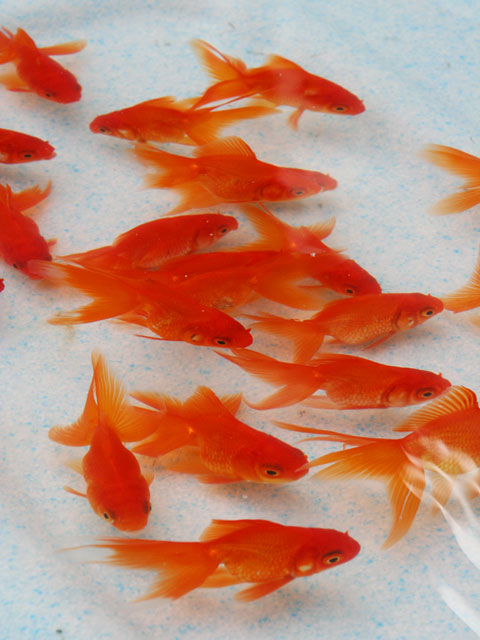 �����@���𑜓x�ʐ^�f��