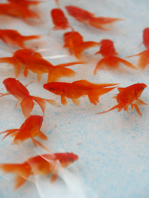 �����@���𑜓x�ʐ^�f��