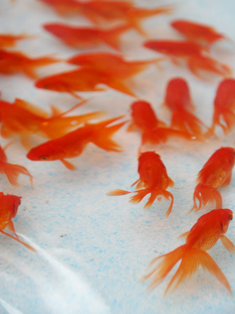 �����@���𑜓x�ʐ^�f��