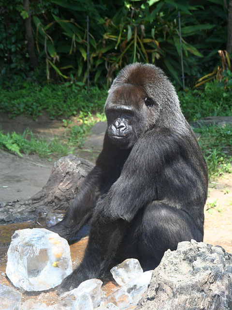 �S�������𑜓x�ʐ^�f��