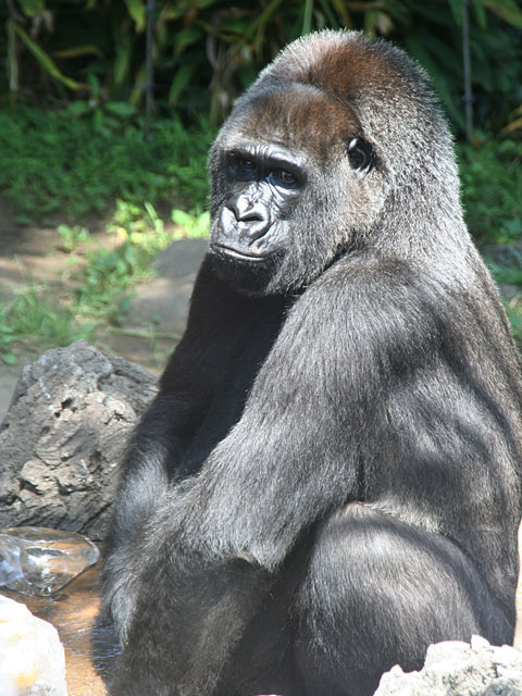 �S�������𑜓x�ʐ^�f��