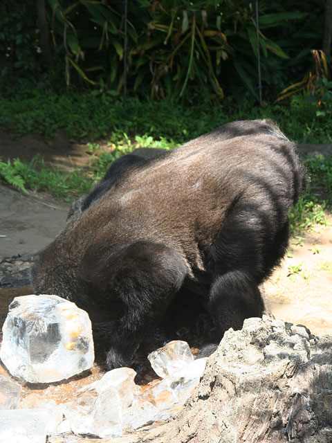 �S�������𑜓x�ʐ^�f��