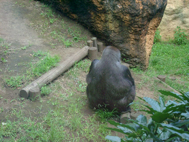 �S�������𑜓x�ʐ^�f��