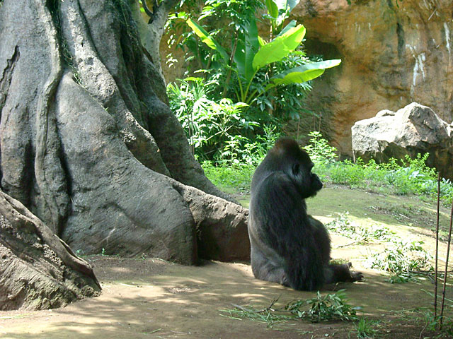 �S�������𑜓x�ʐ^�f��