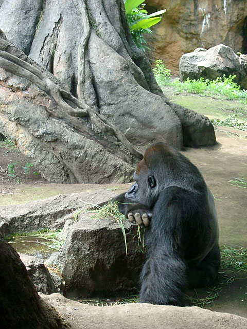 �S�������𑜓x�ʐ^�f��