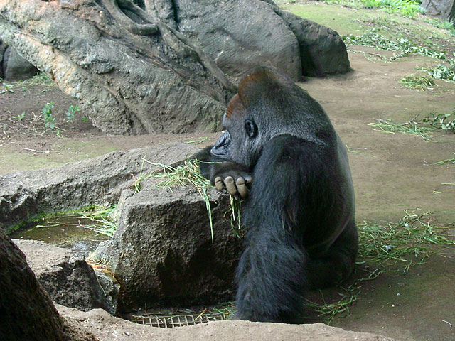 �S�������𑜓x�ʐ^�f��