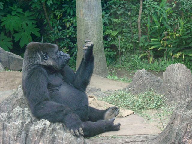 �S�������𑜓x�ʐ^�f��