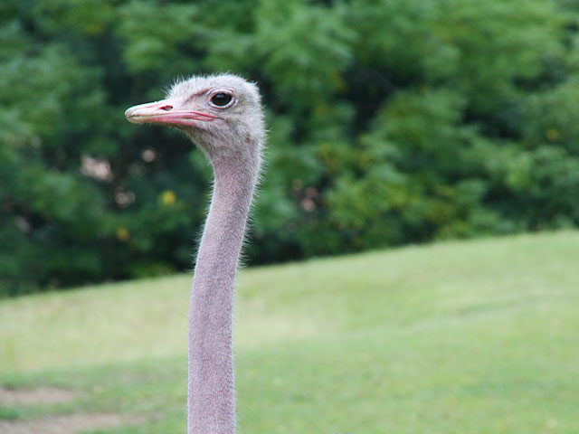 �_�`���E�ʐ^�f��