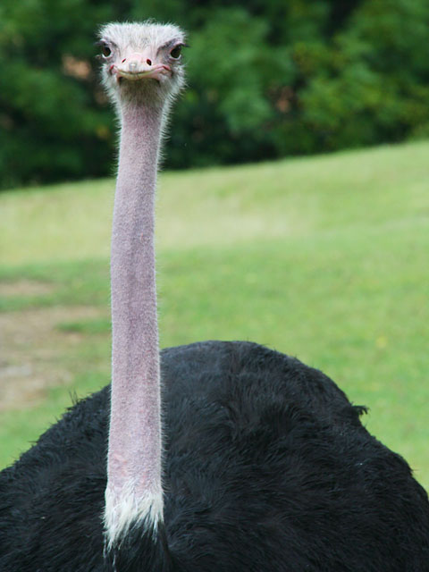 �_�`���E�ʐ^�f��