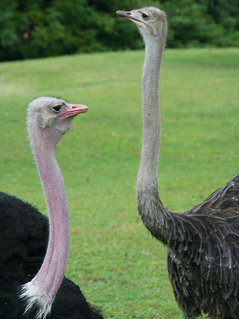 �_�`���E�ʐ^�f��