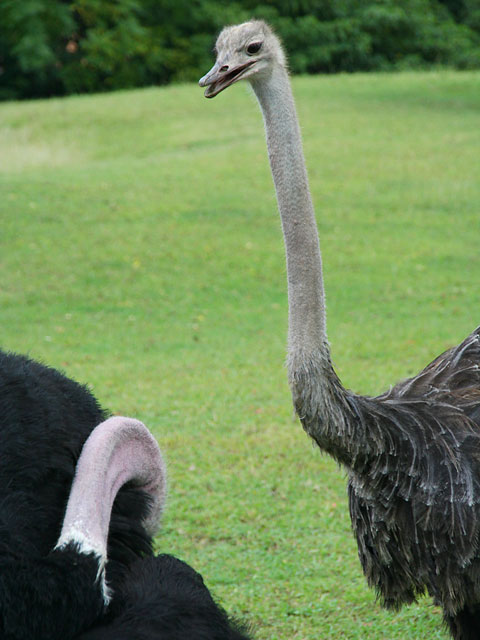 �_�`���E�ʐ^�f��