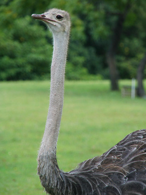 �_�`���E�ʐ^�f��