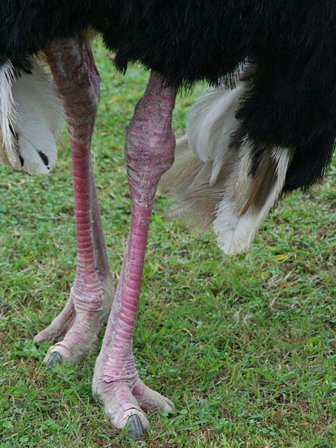 �_�`���E�ʐ^�f��