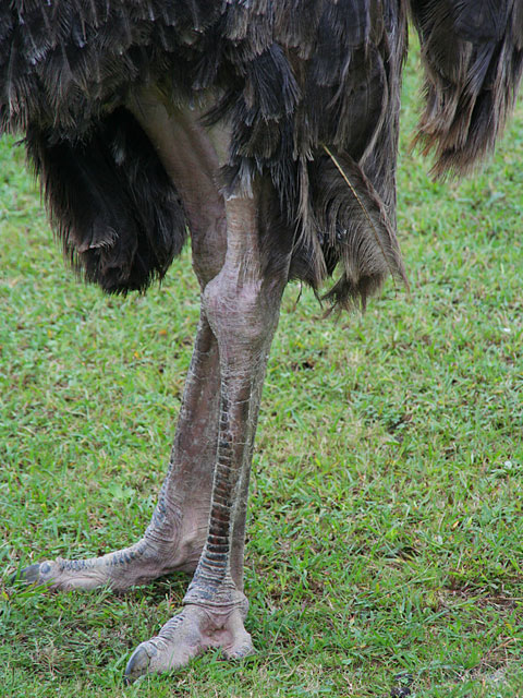 �_�`���E�ʐ^�f��