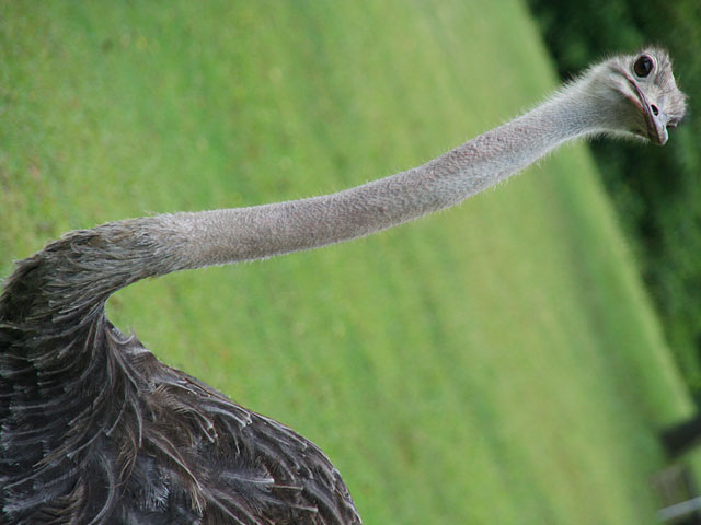 �_�`���E�ʐ^�f��