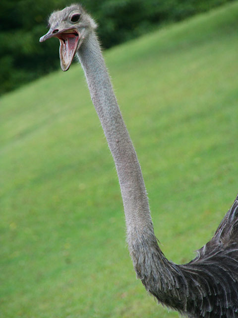 �_�`���E�ʐ^�f��