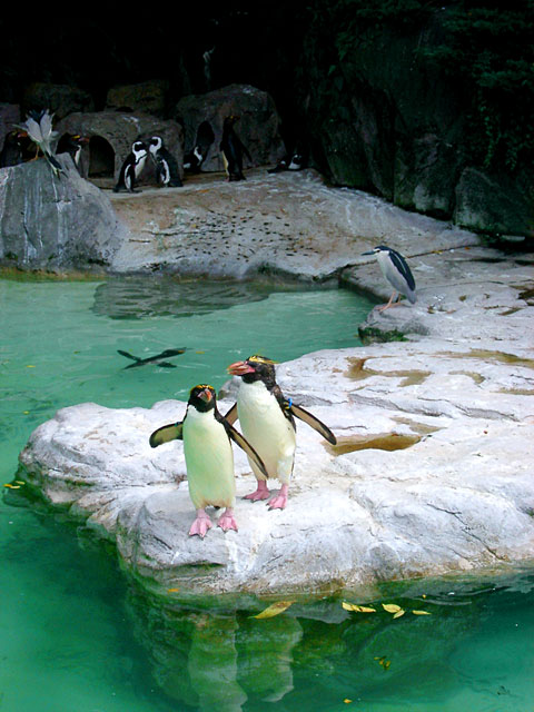 �y���M���ʐ^�@���𑜓x�ʐ^�f��