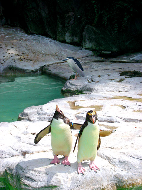 �y���M���ʐ^�@���𑜓x�ʐ^�f��