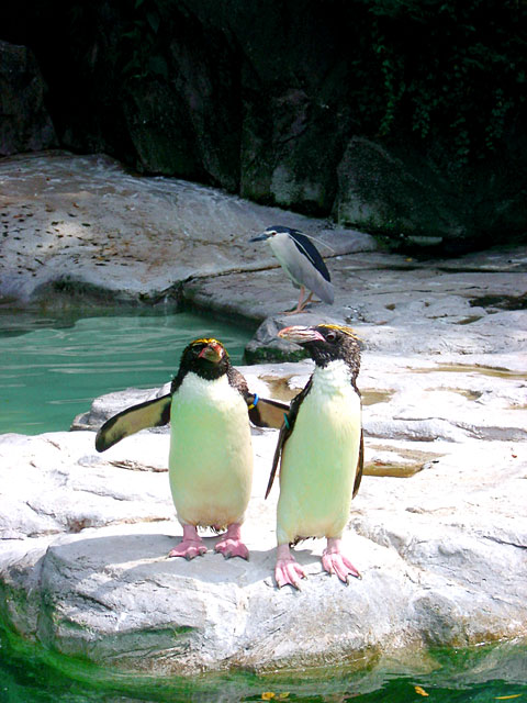 �y���M���ʐ^�@���𑜓x�ʐ^�f��