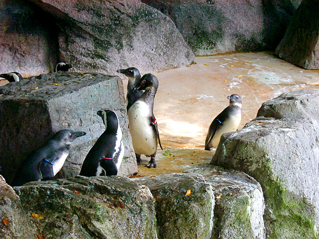 �y���M���ʐ^�@���𑜓x�ʐ^�f��