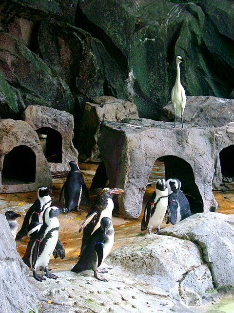 �y���M���ʐ^�@���𑜓x�ʐ^�f��